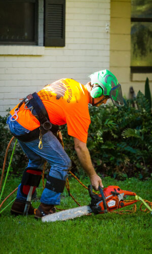 Above and Beyond Tree Service climber getting ready to trim a tree - tree service company jacksonville florida