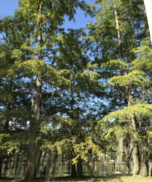 Above-and-Beyond-Tree-Services-Bald-Cypress-Trees